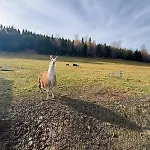 Habsburg